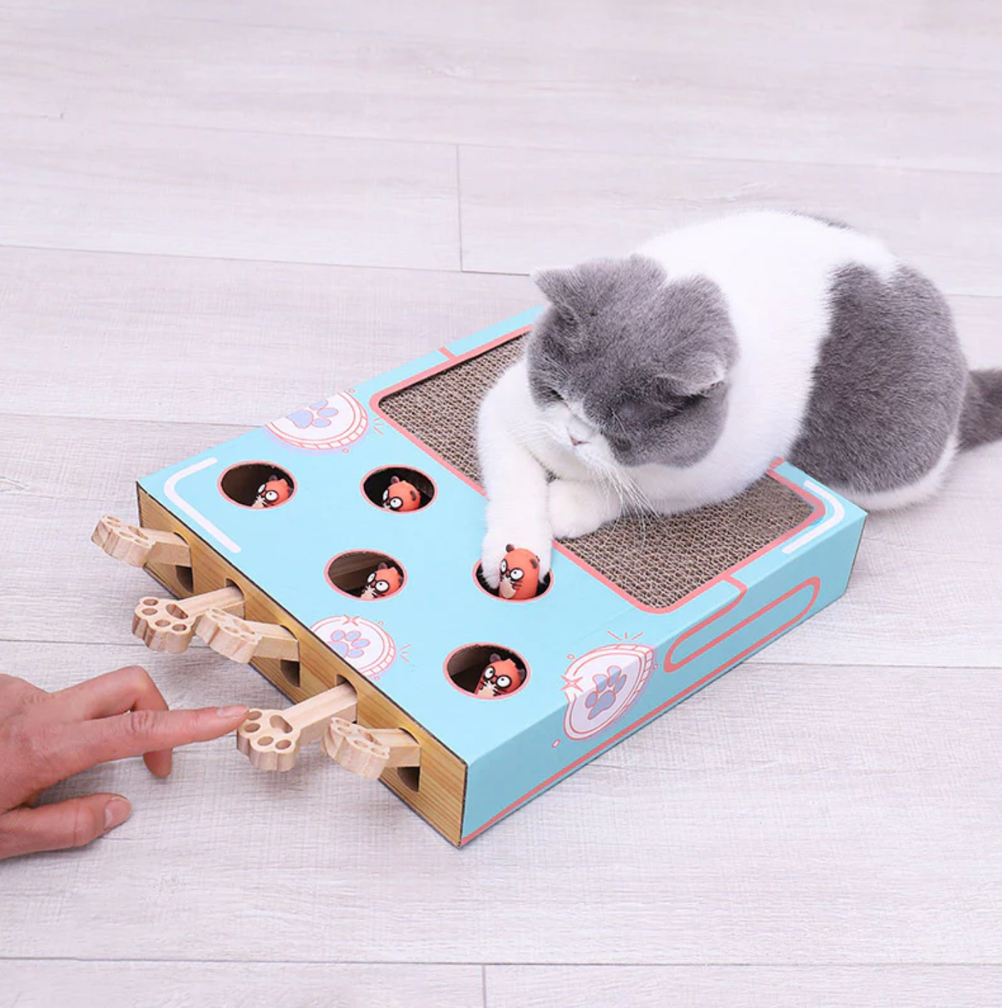 Katzen-Abenteuerbox