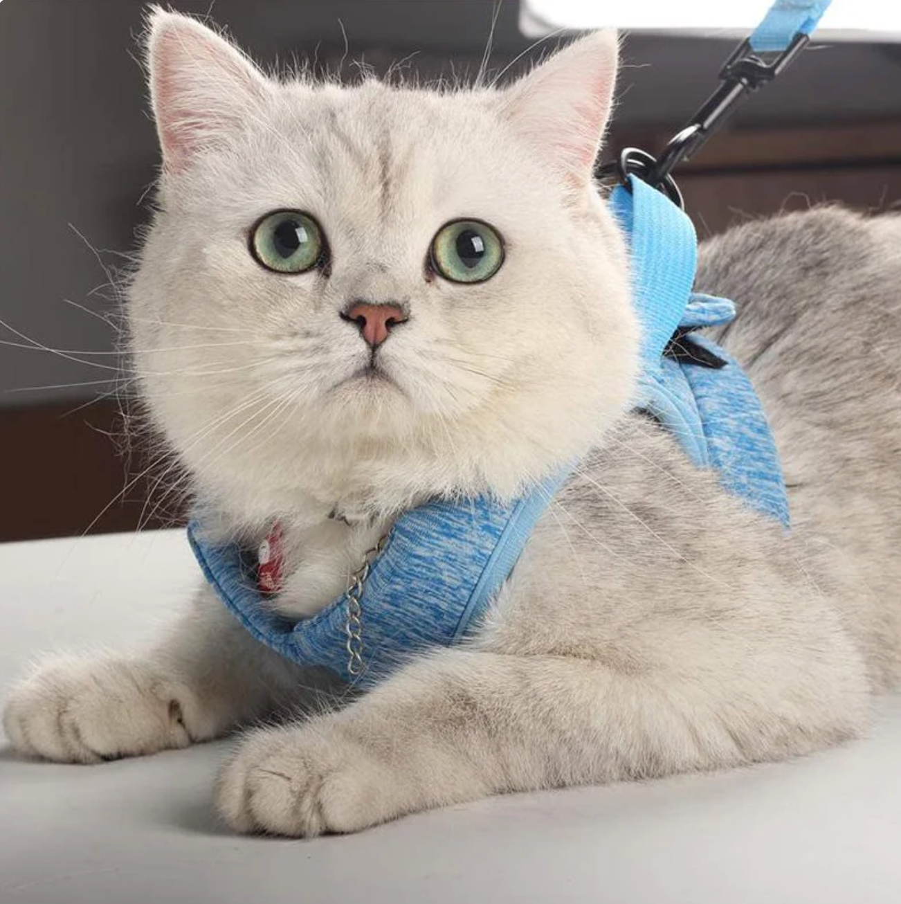 Sicheres Katzen-Geschirr mit Leine