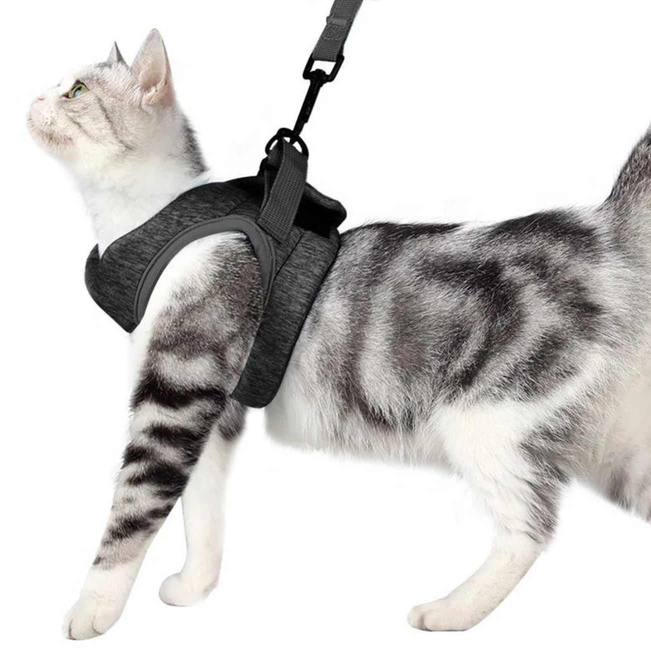 Sicheres Katzen-Geschirr mit Leine