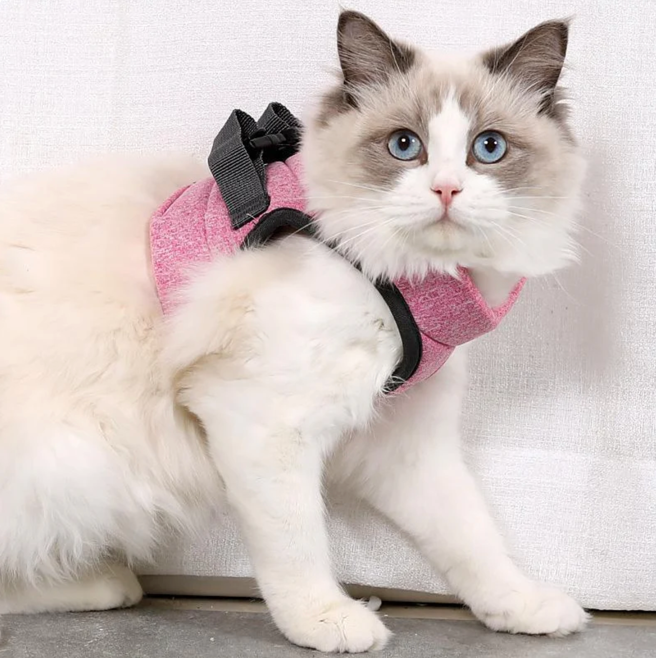 Sicheres Katzen-Geschirr mit Leine