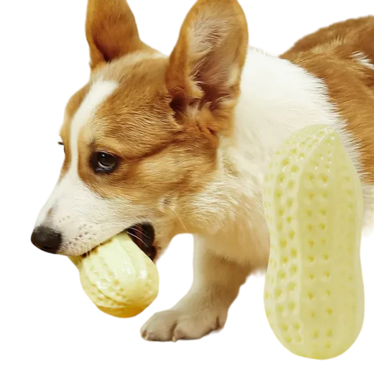 Robustes Erdnuss-Kauspielzeug