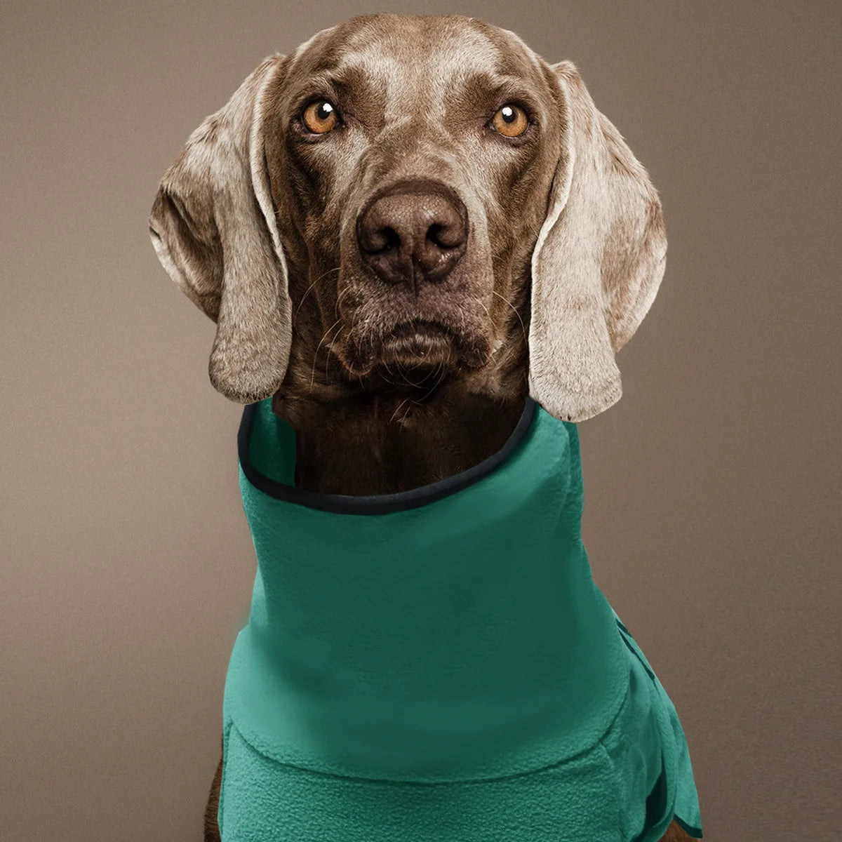 Winterjacke für große Hunde