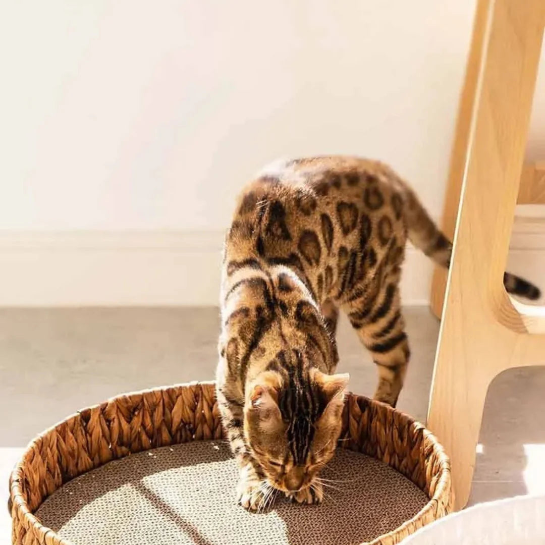 WeidenTraum – Weidenkorb Katzenbett mit natürlicher Schlafmatte