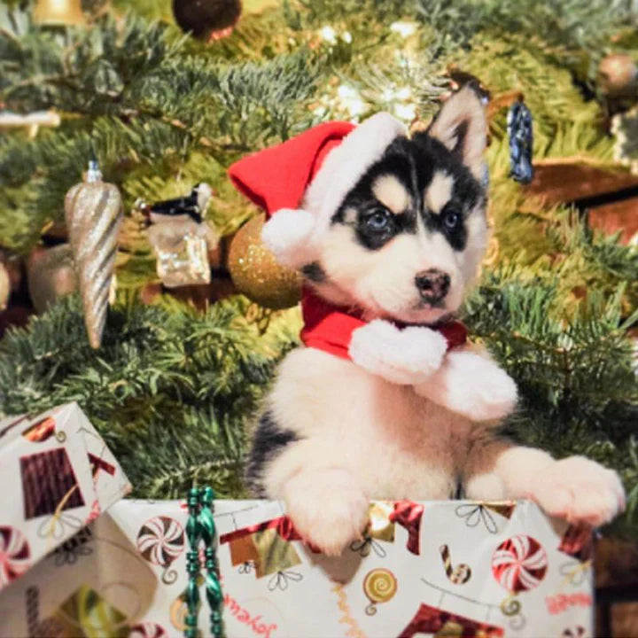 Weihnachtsmütze mit Schal