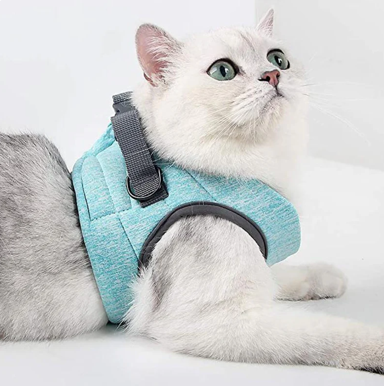 Sicheres Katzen-Geschirr mit Leine