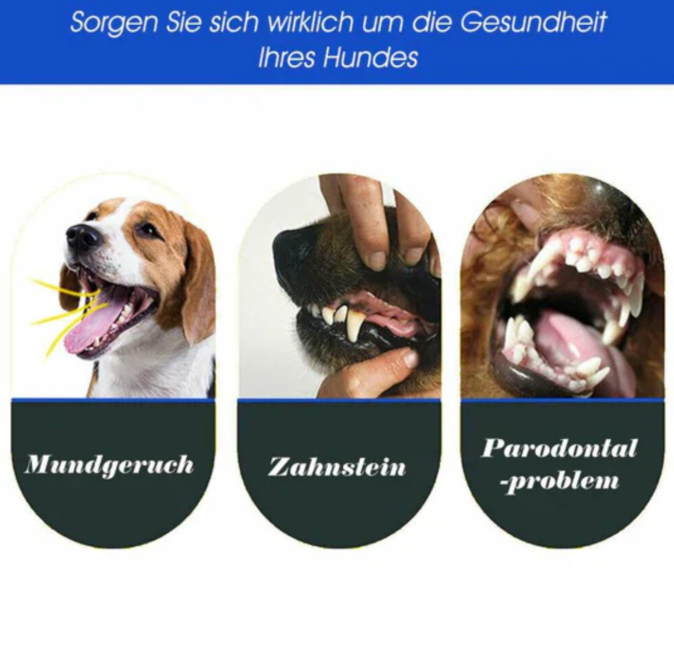 3-Kopf-Hundezahnbürste