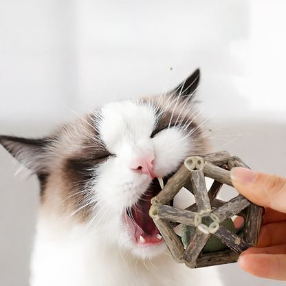 Whisker-Haven Cube