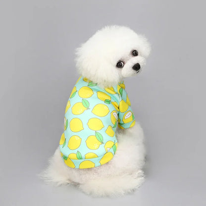 Kuscheliger Winter-Pullover für kleine Hunde & Katzen
